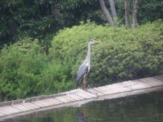 PICT0045.JPG